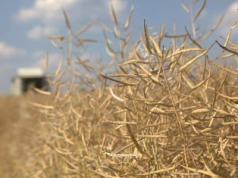Czy kanadyjska canola ucieknie do Europy? Co z cłami w Ukrainie?