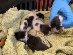 Osiek: dwóch chłopców uratowało porzucone kociaki i sprawnie zorganizowali pomoc