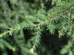 To drzewo bije na głowę tuje. Ma wyjątkowe igły, a do tego jest łatwy w uprawie