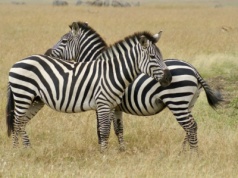 Dlaczego zebry nie mają wrzodów, a my mamy? Ta niezwykła książka otworzyła wielu ludziom oczy