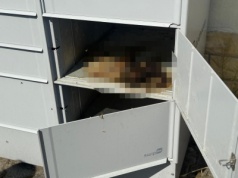 W automacie paczkowym leżał martwy kot. Znalazło je dziecko