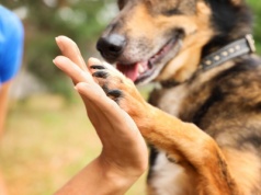 Miłośniczka zwierząt w nietypowych okolicznościach ocaliła prowadzone schronisko