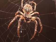 Jak odstraszyć pająki? Prosty i bezpieczny środek działa niezawodnie