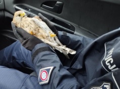 Pustułka pod opieką weterynarza dzięki policjantom z Podkarpacia