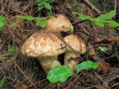 Najdroższy grzyb świata rośnie w Polsce? Nawet 2 tys. euro za kilogram