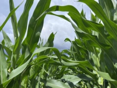 Do 15 września trzeba uzupełnić dokumenty w ramach tego ekoschematu