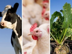 Polska szczególnie zagrożona przez Mercosur. Co stanie się z bydłem, drobiem i burakami?