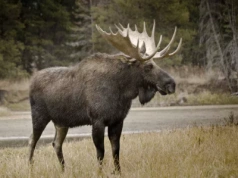 Łoś Emil na torach: czy nowoczesna technologia mogła go obudzić?