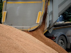 12.09.2025 Ceny skupu zbóż, kukurydzy, oleistych i strączkowych: stawki nadal niskie