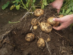 Dramatyczne ceny ziemniaka. Rolnik z woj. zachodniopomorskiego alarmuje