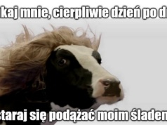 Rajcza: policjanci niczym wytrawni tropiciele znaleźli skradzioną krowę, kierując się kupą