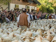 „Morze owiec” przejdzie przez miasto. Szykuje się lubiana atrakcja