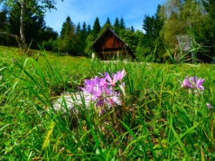 W Tatrach zakwita sobowtór krokusa. Lepiej się nie pomylić, jest niebezpiecznie trujący