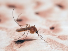 Geny denisowian wciąż żyją w nas. Mogą dawać odporność na malarię