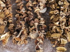 Nie susz tych grzybów. Wystarczy chwila, by zamieniły się w śmiertelną truciznę