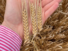 Siew jęczmienia jarego jesienią? To się już udaje