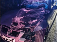 150 kilogramowy jeleń uderzył w rozpędzone BMW.