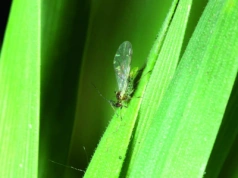 Jesienne zwalczanie mszyc w jęczmieniu. Kiedy i czym przeprowadzić zabieg?