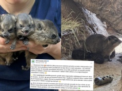 Warszawa: w zoo urodziło się sześć góralek skalnych, gryzoni będących dalekimi kuzynami słoni