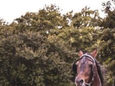 Koń, jaki jest, każdy widzi. Ale warto poznać go lepiej