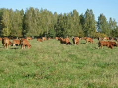 Choroba niebieskiego języka w kolejnym stadzie. Gdzie wykryto ognisko?