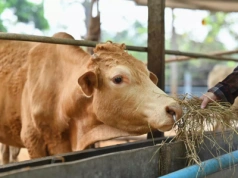 Choroba niebieskiego języka: wybuchło nowe ognisko w Polsce. Gdzie?