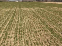 Siew zbóż ozimych. Ekspert radzi, kiedy warto opóźnić termin