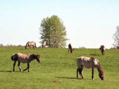 Nazywają je polskim "cudem natury". Wszystko zaczęło się od eksperymentu