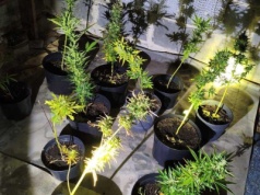 Nielegalna hodowla konopii na Podkarpaciu. Policjanci przejęli 13 krzewów