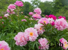 Piwonie pod lupą: jedne zimą znikają, drugie zostają. Mają też inne wymagania