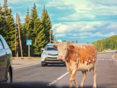 Krowa zabiła turystę. Czy psy powinny zostać zakazane na tych pastwiskach?