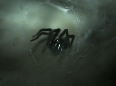 Pająki z Tajwanu zachowują się w niesamowity sposób. Czegoś takiego nie widzieliśmy wcześniej