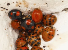 Postaw na parapecie tę roślinę. Biedronki azjatyckie już nie wejdą do domu