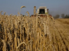 Podwójna oszczędność? Wyhodowano pszenicę, która produkuje własny nawóz