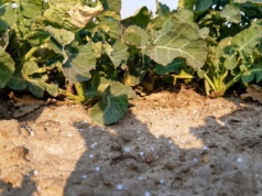 Szansa dla rolników na zachowanie unijnych dotacji, ale kosztem skróconych procedur