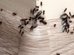 Wymieszaj z cukrem pudrem. Najlepsza przynęta na mrówki