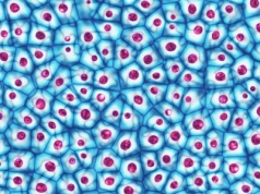 Niektórym ludziom komórki starzeją się szybciej. Oto przyczyna