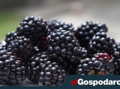 Jeżyny – skarbnica antyoksydantów