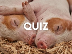 Jeśli nie byłeś na wsi to nie masz szans na komplet w tym quizie
