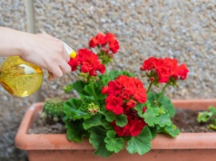 Pelargonie będą kwitły jak szalone. Zamiast chemii kup tę rzecz za 2 zł