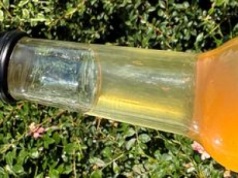 Piję ten napój niemal codziennie. Moje jelita pracują jak należy i nie mam wzdętego brzucha