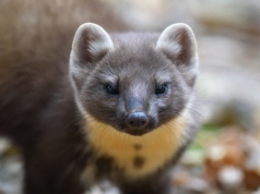 Rozłóż to na strychu i zapomnij o problemie. Kuny nie znoszą tego zapachu