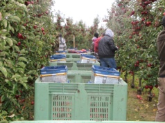 Składka KRUS za pomocnika sadownika – tyle zapłacisz we wrześniu 2025!