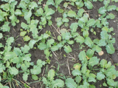 Powschodowa ochrona rzepaku. Sprawdź, jak zwiększyć skuteczność zabiegu