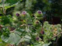 Dawniej „stolica” łopianu, dziś miasto