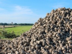Mniej niemieckiego cukru. Uprawa buraków na najniższym poziomie od pięciu lat