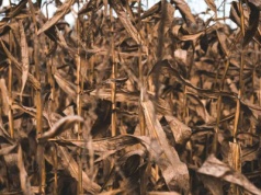 „Nieurodzaj stulecia” raz na dekadę? Światowe rolnictwo w kryzysie