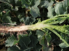 Nawożenie rzepaku jesienią. Dawki boru, manganu i molibdenu