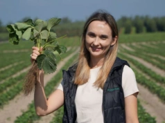 Co atakuje młodą plantację truskawek? Zapraszamy na wspólną lustrację polowej kwatery