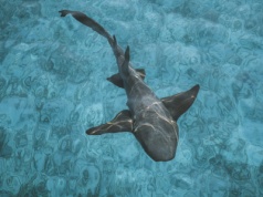 Pomarańczowy rekin z Kostaryki. Czegoś takiego jeszcze nie było